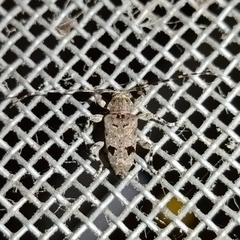 Trypanidius maculatus