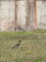 Colaptes campestris campestris