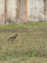 Colaptes campestris campestris