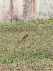 Colaptes campestris campestris