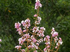 Lagerstroemia floribunda