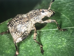 Episomus chinensis