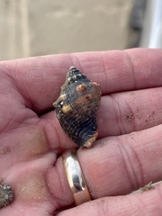 Stramonita canaliculata