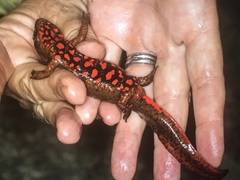 Paramesotriton hongkongensis