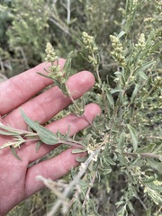 Atriplex canescens canescens