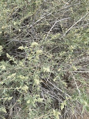 Atriplex canescens canescens