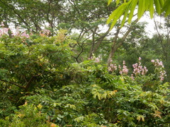 Lagerstroemia floribunda