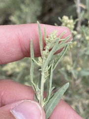 Atriplex canescens canescens