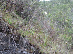 Epidendrum blepharistes