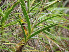 Epidendrum blepharistes