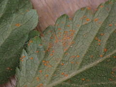 Phragmidium mexicanum