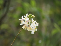 Epidendrum blepharistes