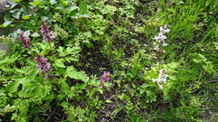 Corydalis cava