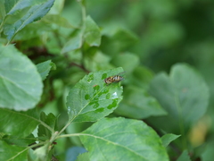 Syrphus