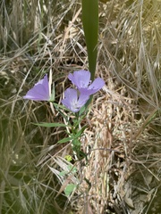 Clarkia dudleyana