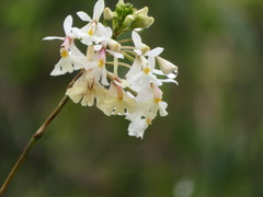 Epidendrum blepharistes