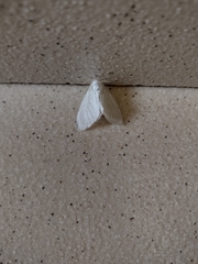 Lepidoptera