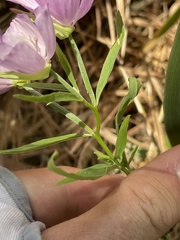 Clarkia dudleyana