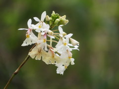 Epidendrum blepharistes