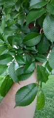 Ulmus