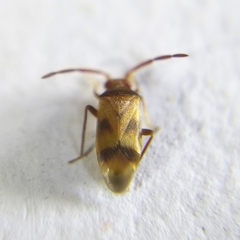 Ceratocapsini