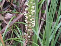 Stenoptera