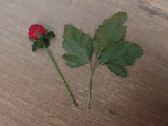 Phragmidium mexicanum