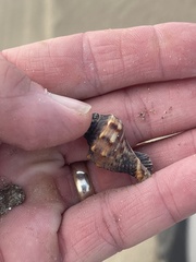 Stramonita canaliculata