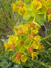 Euphorbia myrsinites