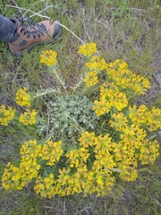 Euphorbia myrsinites