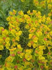 Euphorbia myrsinites