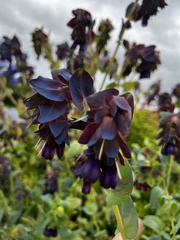 Cerinthe