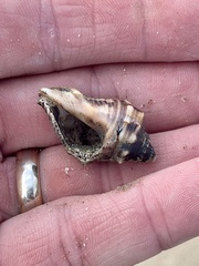Stramonita canaliculata