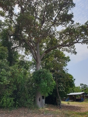 Dipterocarpus intricatus
