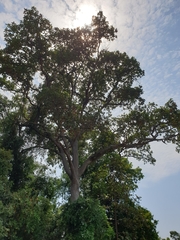 Dipterocarpus intricatus