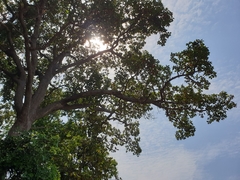 Dipterocarpus intricatus