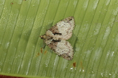 Hydriomena furinae