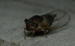Lemuriana apicalis