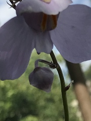 Utricularia reniformis