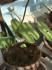 Utricularia reniformis