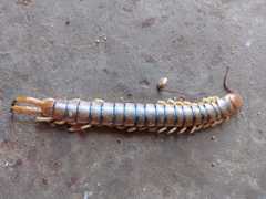 Scolopendra angulata