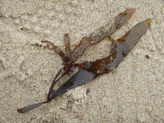 Chondracanthus spinosus