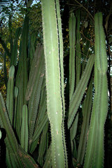 Cereus bicolor