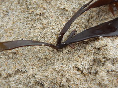 Chondracanthus spinosus