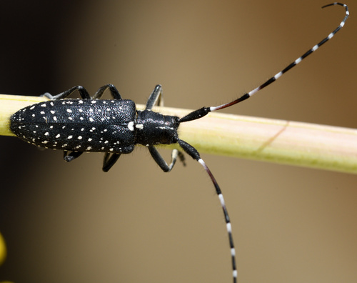 Agapanthia irrorata