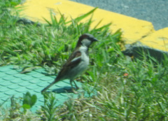 Passer domesticus