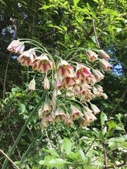Allium siculum