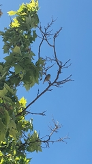 Aves