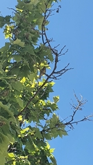 Aves