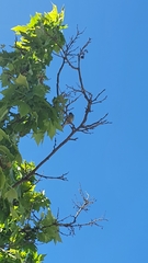 Aves
